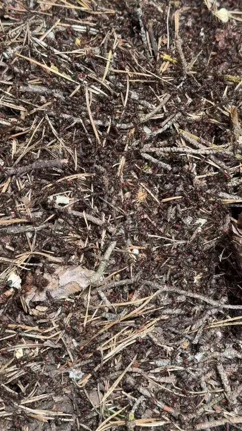 Ants Working Hard in an Ant Colony Stock Footage 287366724