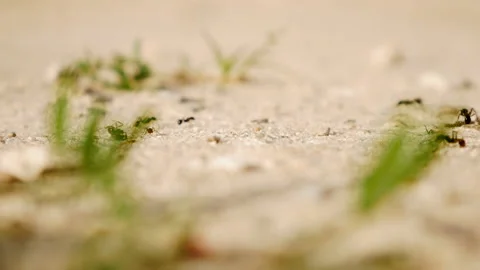 Ants working hard during the summer Stock Footage 136085614