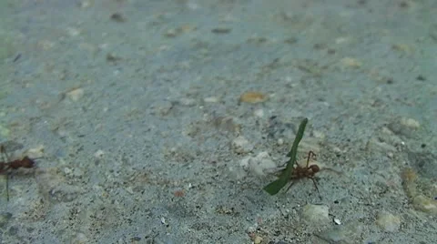 Ants working hard Stock Footage 8920141