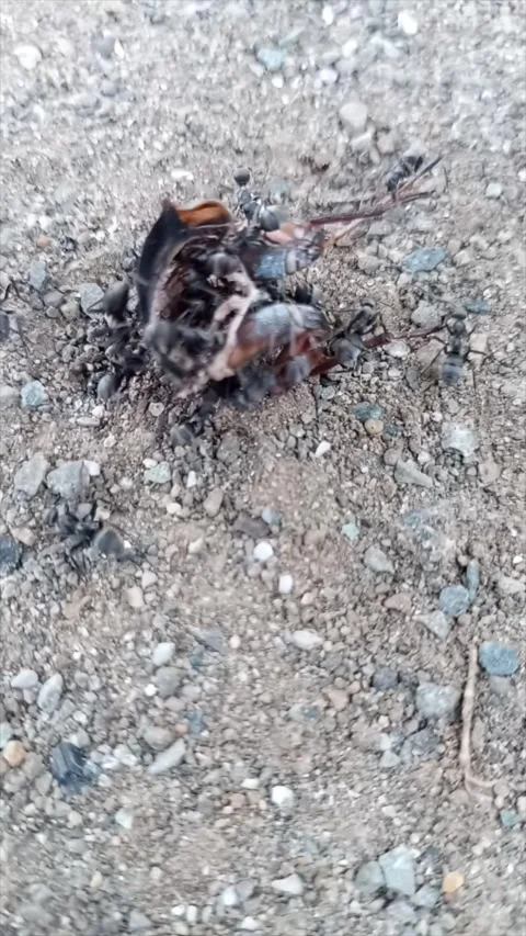 Ants Working Hard Preparing Their Food Stock Footage 266866606