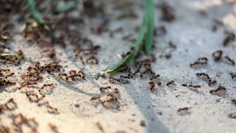 Ants Working Hard on Sandy Ground Stock Footage 281365195