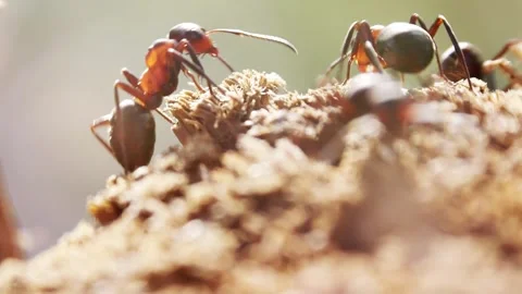 Ants working interacting and fighting macro closeup slow motion 動画素材 275851024