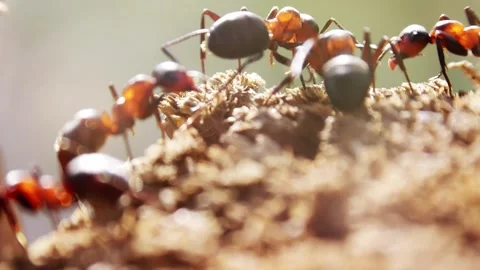 Ants working interacting and fighting macro closeup slow motion 動画素材 275851903