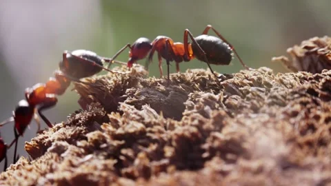 Ants working interacting and fighting macro closeup slow motion 動画素材 275852421