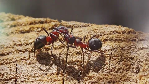 Ants working interacting fighting macro closeup slow motion 스톡 동영상 271518088