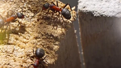 Ants working interacting fighting macro closeup slow motion 스톡 동영상 271519938