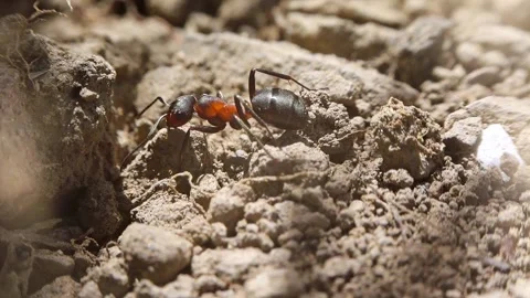 Ants working interacting fighting macro closeup slow motion 스톡 동영상 271520008
