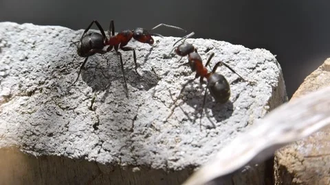Ants working interacting fighting macro closeup slow motion 스톡 동영상 273045516