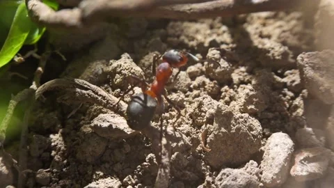 Ants working interacting fighting macro closeup slow motion 스톡 동영상 273045583