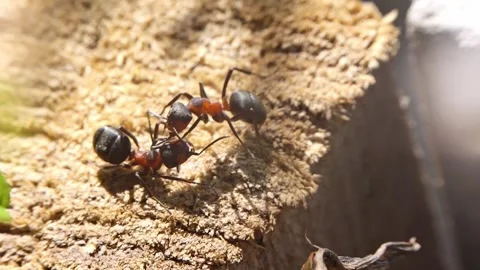 Ants working interacting fighting macro closeup slow motion 스톡 동영상 273048427