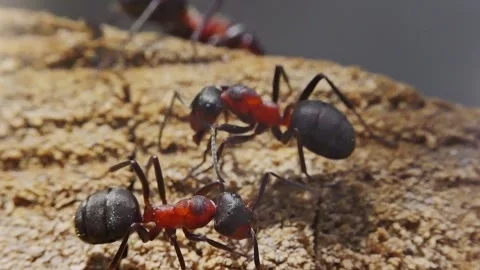 Ants working interacting fighting macro closeup slow motion 스톡 동영상 273055193
