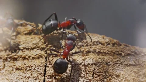 Ants working interacting fighting macro closeup slow motion 스톡 동영상 273055556