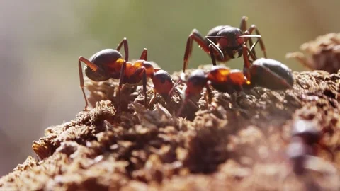 Ants working interacting fighting macro closeup slow motion 動画素材 277886975