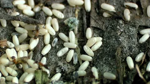 Ants working moving eggs Stock Footage 10594152