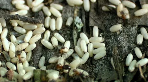 Ants working moving eggs. Time lapse Stock Footage 10594153