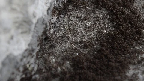 Ants working outside an ant hill Stock Footage 88858082