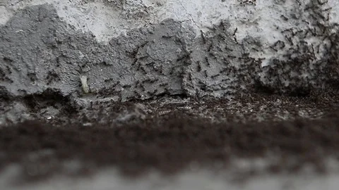 Ants working outside an ant hill Stock Footage 88858157