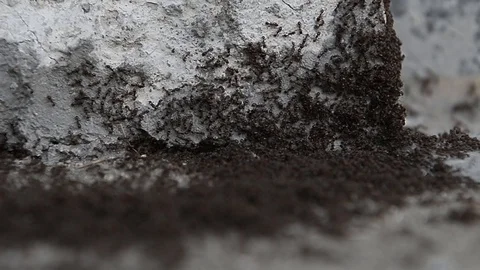 Ants working outside an ant hill Stock Footage 88858306