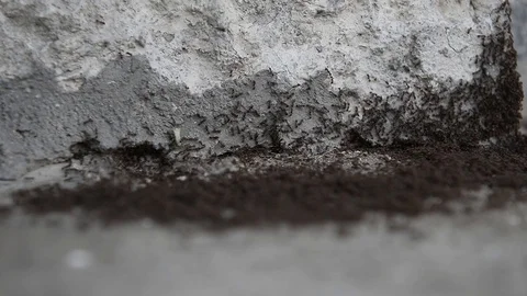 Ants working outside an ant hill Stock Footage 88858312