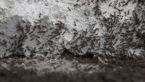 Ants working outside an ant hill Stock Footage 88858313