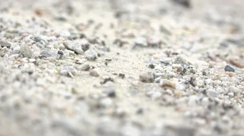 Ants working at peak 스톡 동영상 54082074