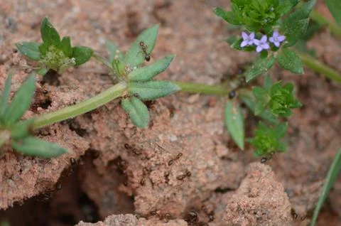 Ants working in the Spring Stock Photos