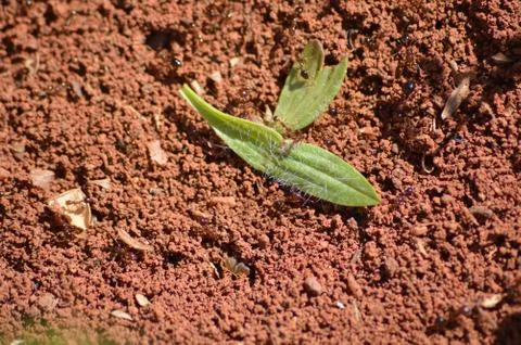 Ants working in the Springtime Stock Photos