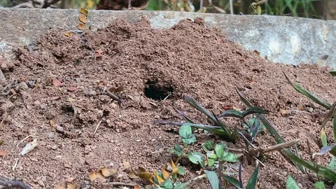 Ants working surrounding the anthill in nature Видео 129999080