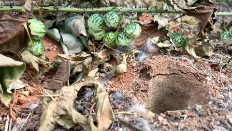 Ants working surrounding the anthill in nature Видео 135841114