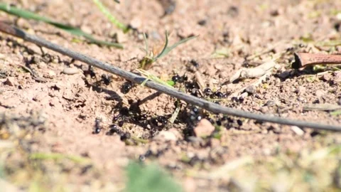Ants working as a team to build a house, carrying sticks, plant pods Stock Footage 272594726