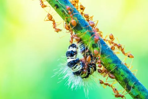 Ants working as a team Stock Photos