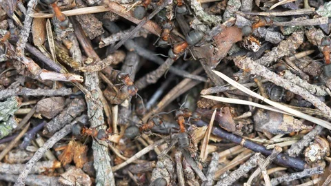 Ants working on their anthill. Dragging sticks &amp; going in &amp; of their tunnel Stock Footage 129775605