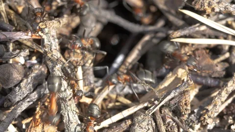 Ants working on their anthill, going in &amp; of a tunnel Stock Footage 130144725