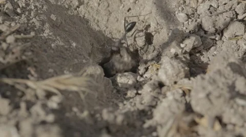 Ants working in their nest Stock Footage 43868234