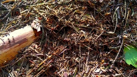 Ants working in their nest Stock Footage 157369997