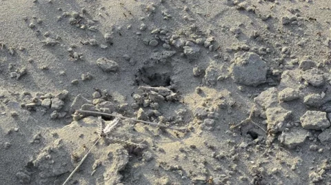 Ants working together Stock Footage 61045942