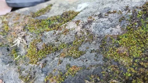 Ants working together Vídeos de archivo 286953559