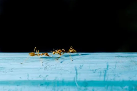 Ants working together Stock Photos