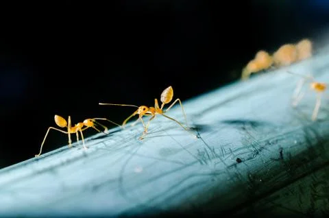 Ants working together Stock Photos