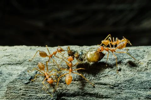 Ants working together Stock Photos