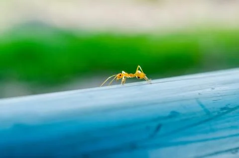 Ants working together Stock Photos