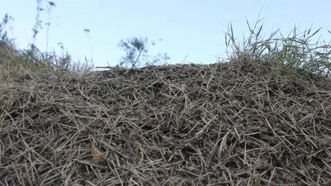 Ants working on top of the anthill Stock Footage 210154472