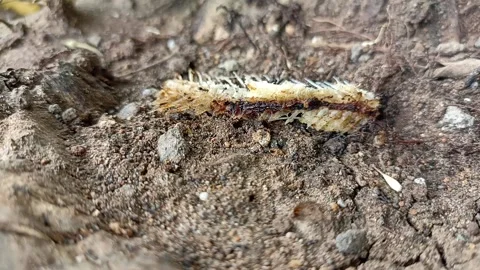THE ANTS WORLD ON THE FISH BONE Stock Footage 237687723