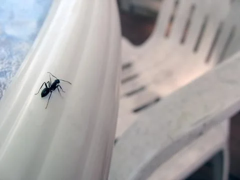 An ants world Stock Photos