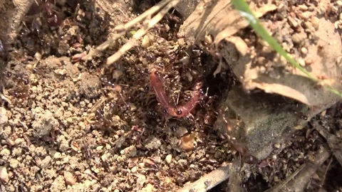Ants with worm, Malaysia Stock Footage 130161723