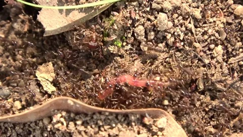 Ants with worm, Malaysia Vídeos de archivo 130161727