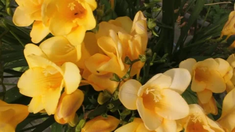 Ants in yellow flowers Stock Footage 241440963