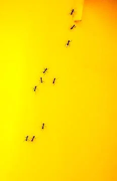 Ants on a yellow garbage bin Stock Photos