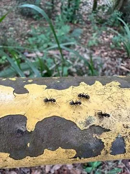 Ants on a yellow surface Stock Photos