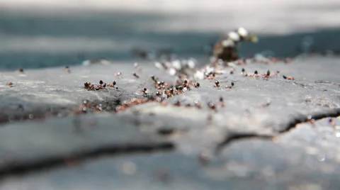 Ants1 Видео 30442265